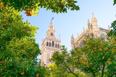 Patio de los Naranjos de la Santa Metropolitana y Patriarcal Iglesia Catedral de Sevilla, Andalucía