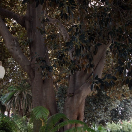 Jardín de Floridablanca. Murcia