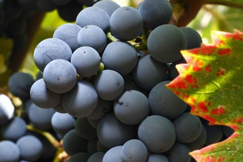 Winery on the Jumilla Wine Route