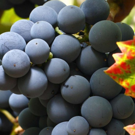 Winery on the Jumilla Wine Route