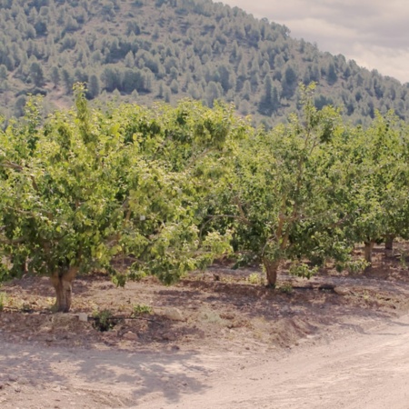 Vignobles de Bullas, Murcie