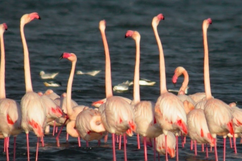 Obszar chronionego krajobrazu Lagunas de Mata Torrevieja