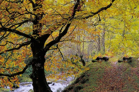 Waldgebiet von Muniellos in Cangas de Narcea