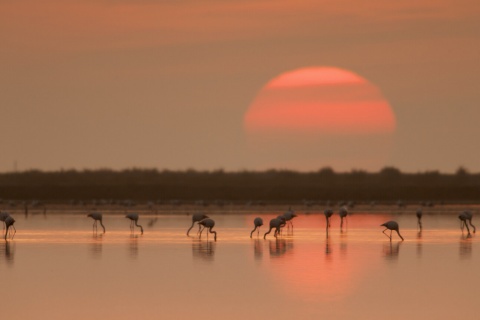 Flamencos en el delta del Ebro