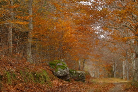 Buchenhain von Peña Roya, Naturpark Moncayo