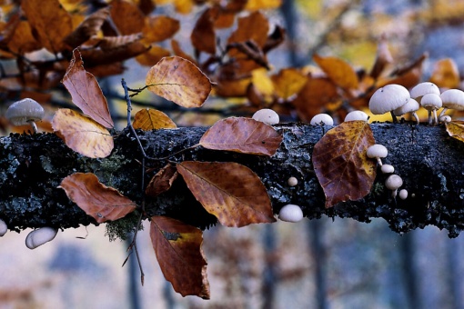 Detail of the Hayedo de Montejo beech forest