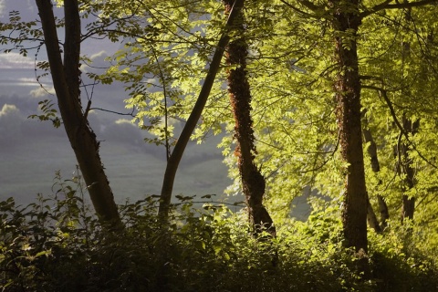 Réserve naturelle de la forêt de Muniellos