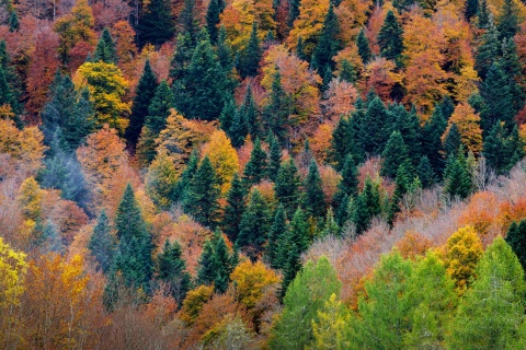 Forêt d’Iraty, Navarre