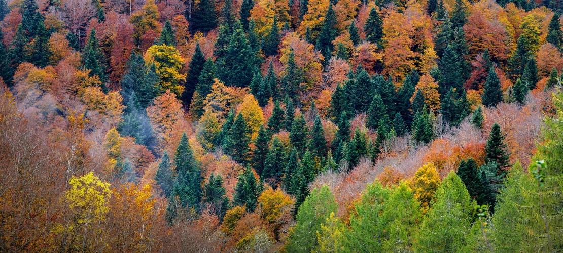 Forêt d’Iraty, Navarre