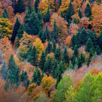 Irati Forest, Navarre