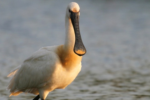 Oiseau dans la réserve de biosphère d