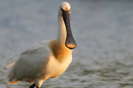 Bird in the Urdaibai Biosphere Reserve