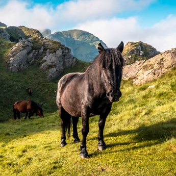 Chevaux dans le Parc Naturel d'Aiako Harria au Pays Basque