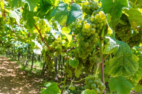 Vinhedos de uva para txakoli em Getaria