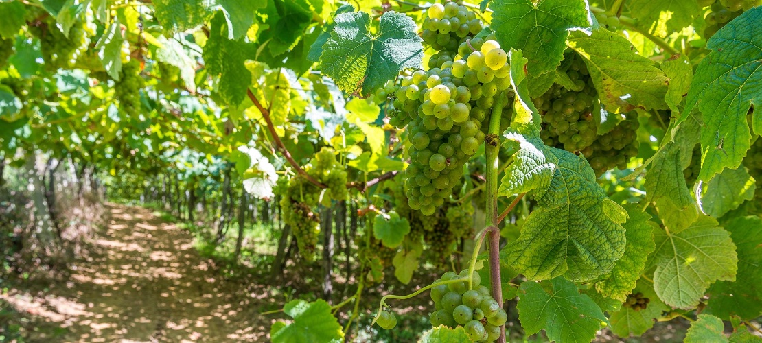 Txakoli vines in Getaria