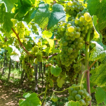 Vinhedos de uva para txakoli em Getaria