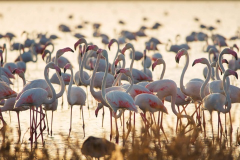 Alagadiços no Parque Nacional de Doñana