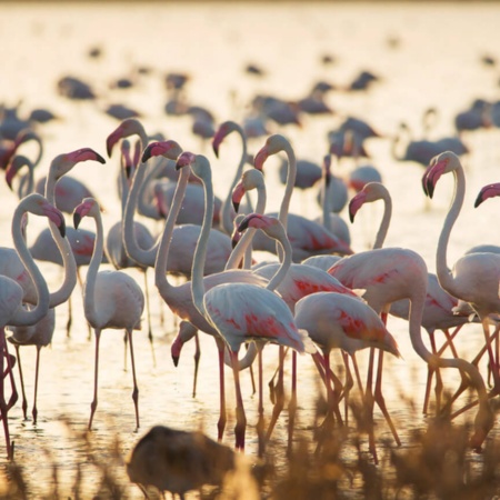 Marismas en el Parque Nacional de Doñana