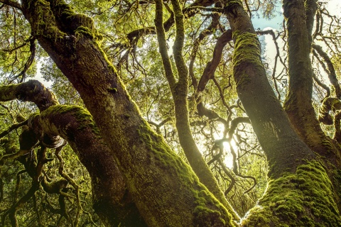 Garajonay National Park, La Gomera