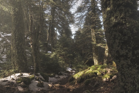 Pinienwald im Nationalpark Sierra de las Nieves, Málaga