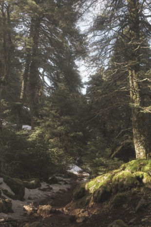 Bosque de abeto espanhol no Parque Nacional Sierra de las Nieves, Málaga