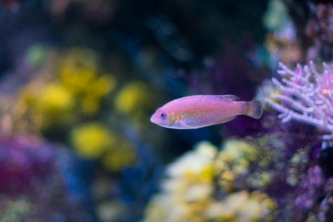 Pez en el acuario de GIjón