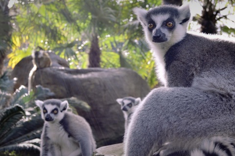 Bioparc Fuengirola