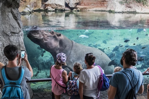 Hipopótamos en la cueva de Kitum. Bioparc Valencia