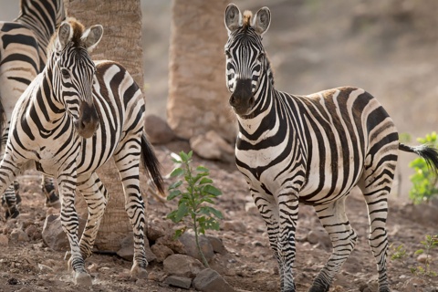 Oasis Wildlife Fuerteventura