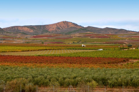 Viñedos en Aldeanueva de Ebro – Ciudad del Vino (La Rioja)