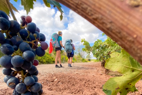 Grupa pielgrzymów na szlaku Camino de Santiago przechodząca przez La Rioja