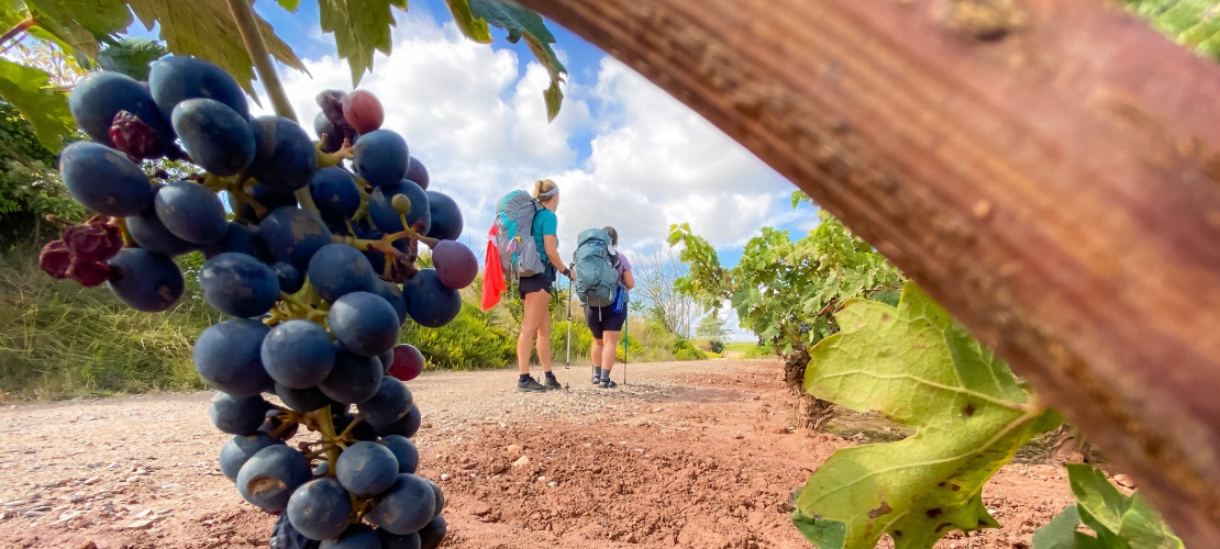 Grupo de peregrinos no Caminho de Santiago passando por La Rioja