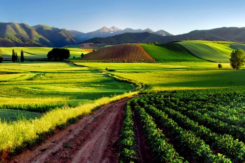 Weingärten, La Rioja 