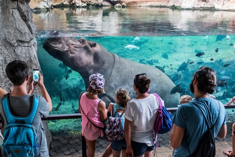 Hipopótamos no Bioparc de Valência