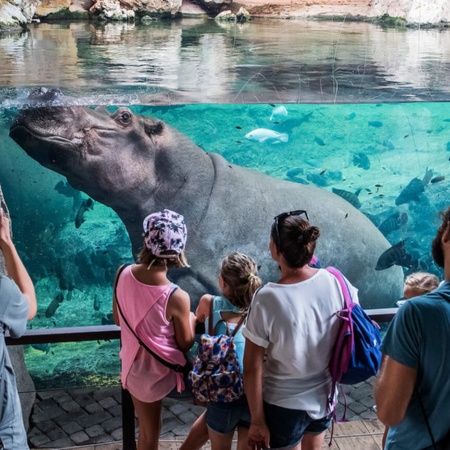 Ippopotami nel Bioparco di Valencia