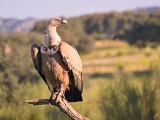 Avvoltoio nel Parco Nazionale di Monfragüe, Estremadura