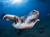 Tartaruga a Tenerife, isole Canarie