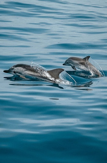 Golfinhos em Gran Canaria, Ilhas Canárias