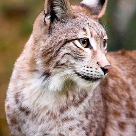 Iberian lynx