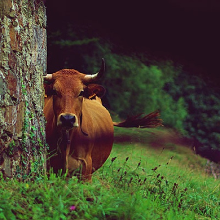 Vacas em Astúrias