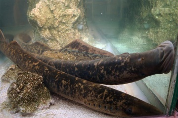 Fischtank mit Neunaugen (ein Fettfisch) auf dem Neunaugenfest in Arbo (Pontevedra, Galicien)