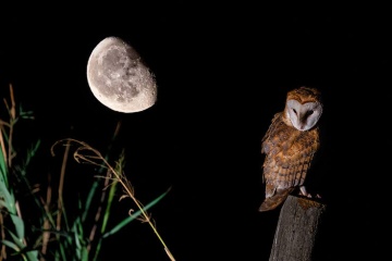 Owl at night