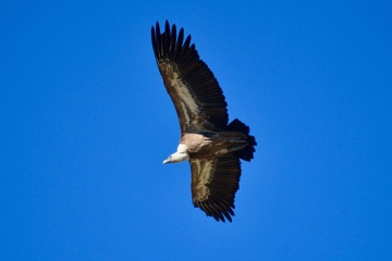 Vulture