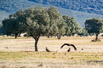 Vultures