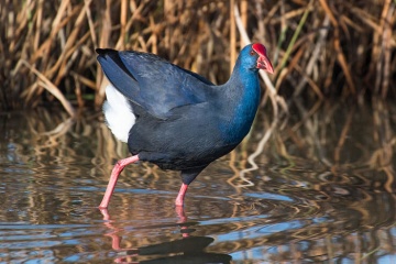 Western swamphen