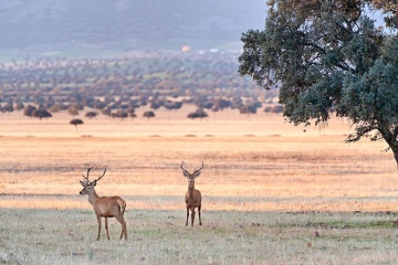 Red deer