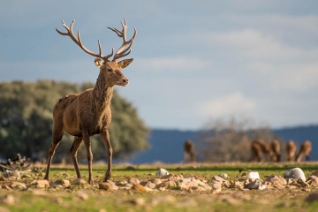 Hirsche im Nationalpark Cabañeros