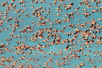 Grupo de flamencos sobrevolando el parque