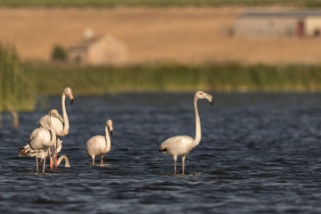 Flamants