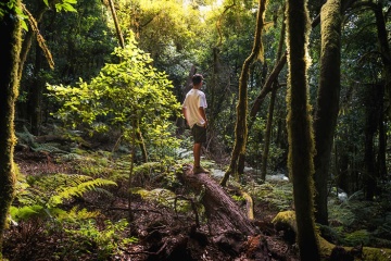 Un touriste contemple la forêt